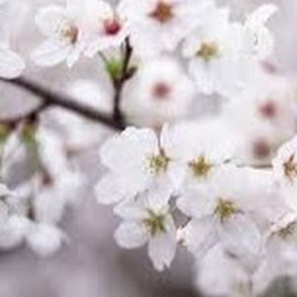 Meet your Posher, Alissa